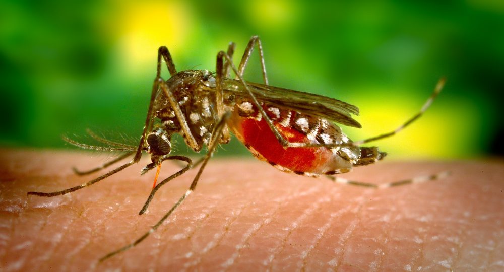 komar na skórze człowieka