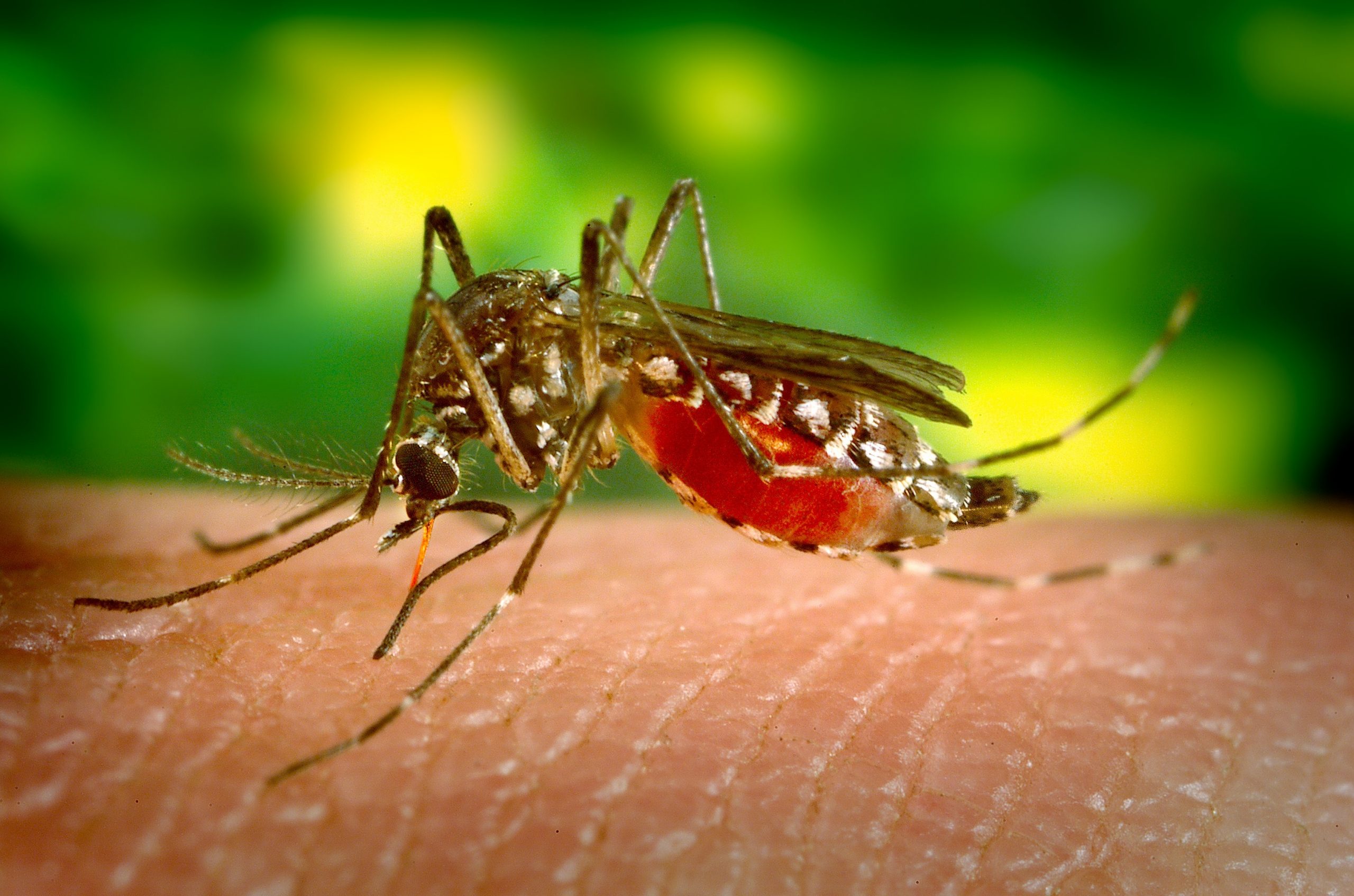 Natural remedies for mosquitoes