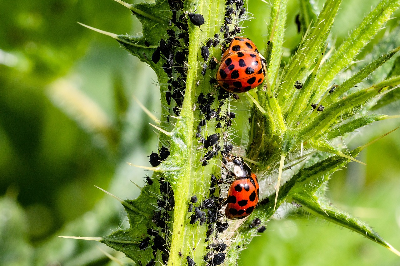 Take care of your garden! Home Remedies for Aphids