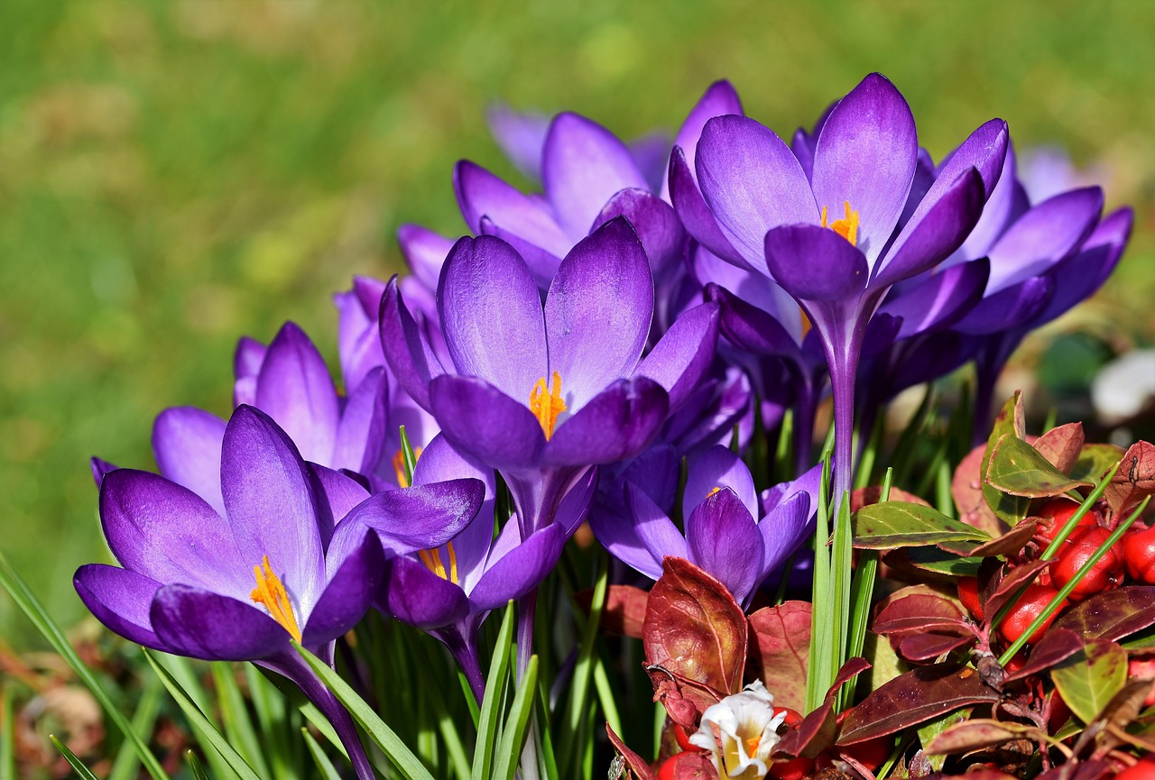 How and when to plant crocuses?