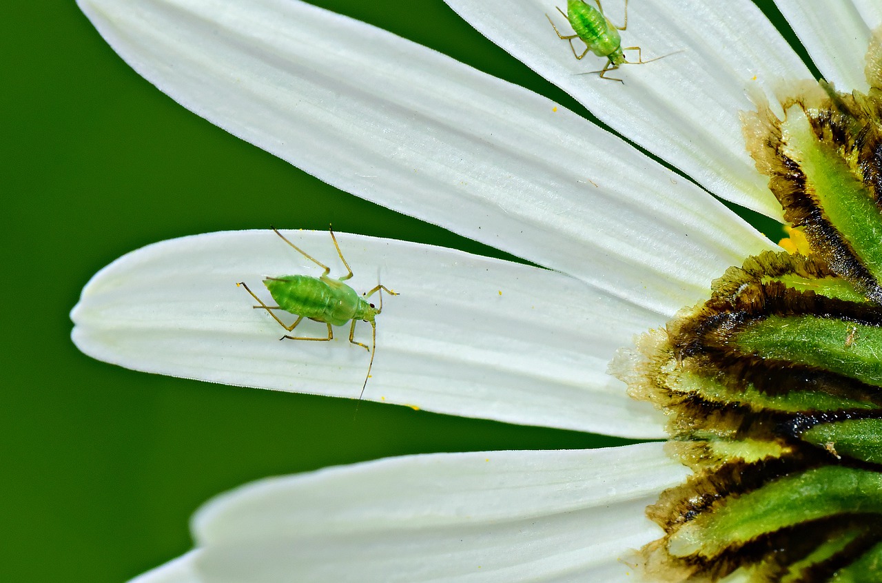 Take care of your garden! Aphid control