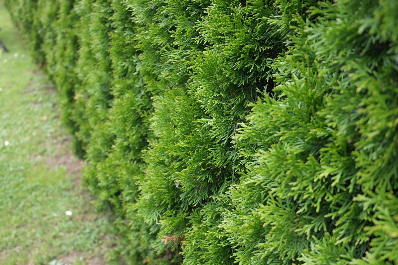 Evergreen plants. The most popular choices for the garden
