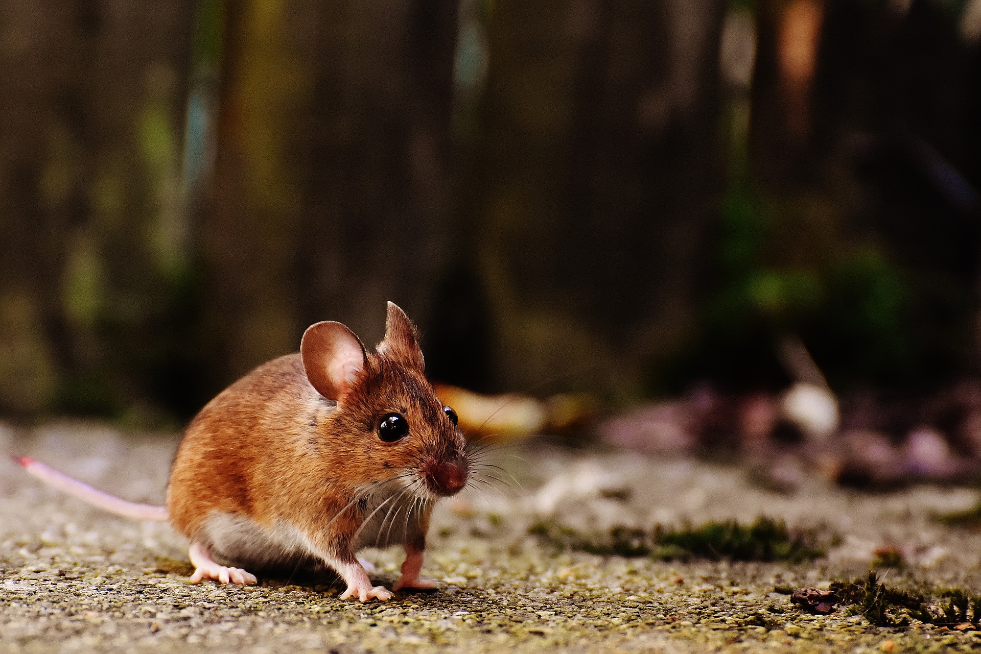How does mouse poison work?