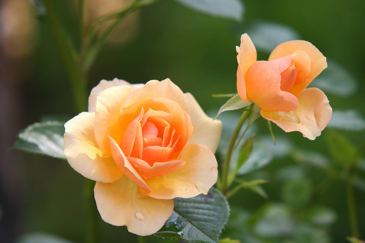 Diseases of roses – how to prevent them?