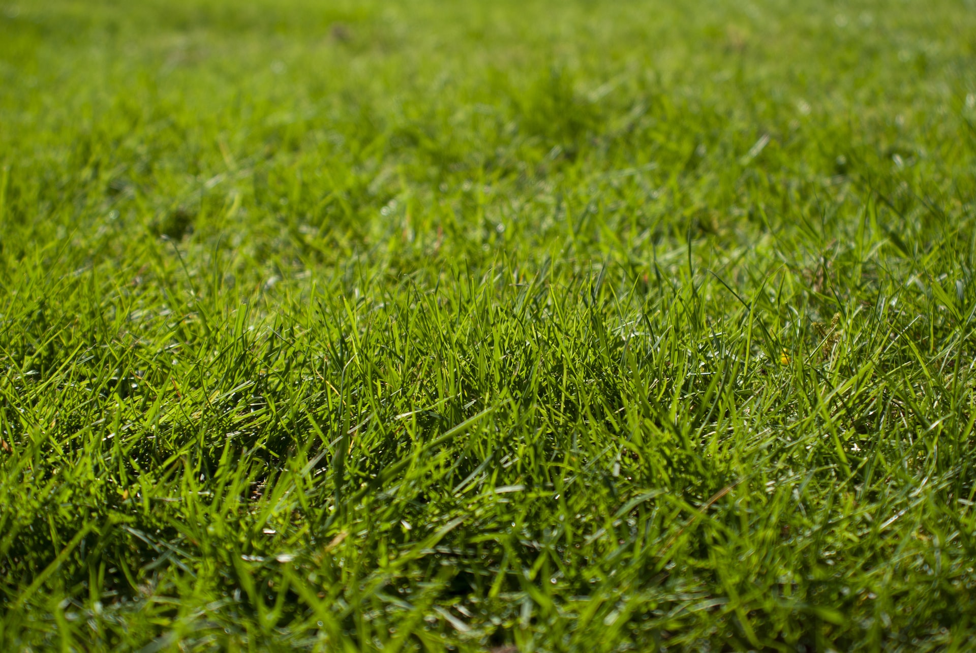 Will roll grass work in any garden?